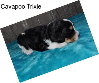 Cavapoo Trixie
