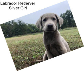 Labrador Retriever Silver Girl