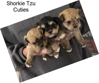 Shorkie Tzu Cuties