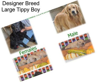 Designer Breed Large Tippy Boy