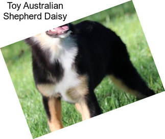 Toy Australian Shepherd Daisy