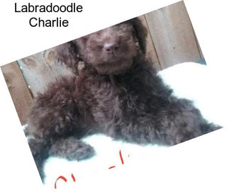 Labradoodle Charlie