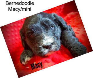 Bernedoodle Macy/mini