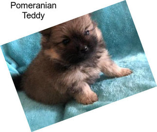 Pomeranian Teddy