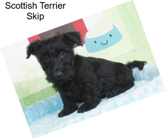 Scottish Terrier Skip