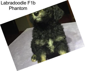 Labradoodle F1b Phantom