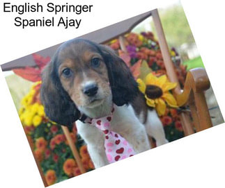 English Springer Spaniel Ajay