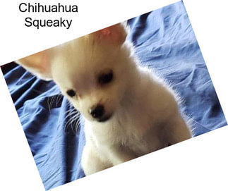 Chihuahua Squeaky
