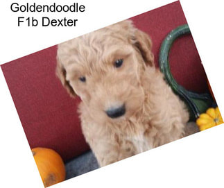 Goldendoodle F1b Dexter