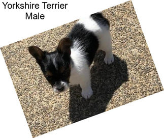 Yorkshire Terrier Male