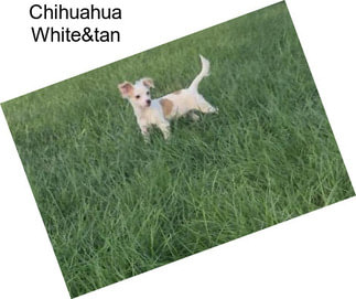 Chihuahua White&tan