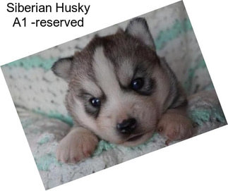 Siberian Husky A1 -reserved