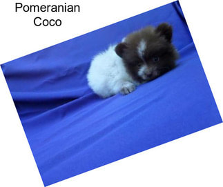 Pomeranian Coco
