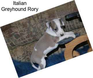 Italian Greyhound Rory