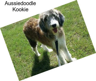 Aussiedoodle Kookie