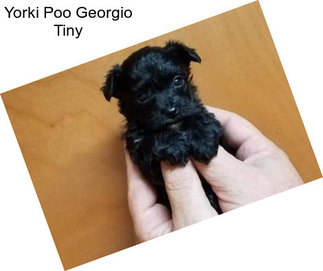 Yorki Poo Georgio Tiny
