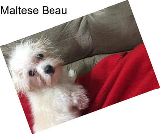 Maltese Beau