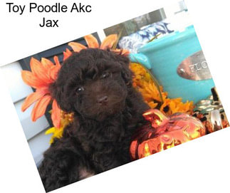 Toy Poodle Akc Jax