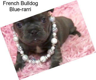 French Bulldog Blue-rarri