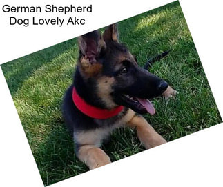 German Shepherd Dog Lovely Akc