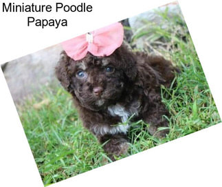 Miniature Poodle Papaya