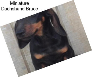 Miniature Dachshund Bruce