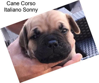 Cane Corso Italiano Sonny