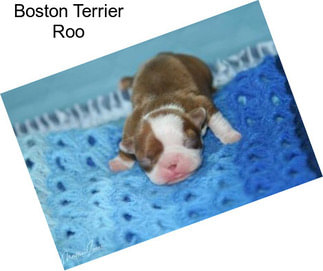 Boston Terrier Roo