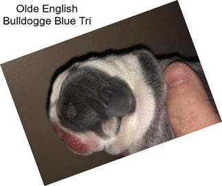 Olde English Bulldogge Blue Tri