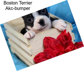 Boston Terrier Akc-bumper