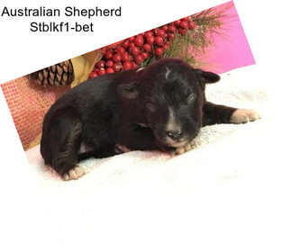 Australian Shepherd Stblkf1-bet