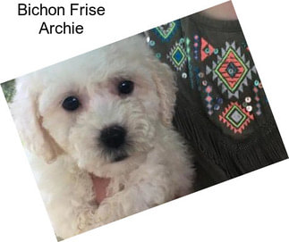 Bichon Frise Archie