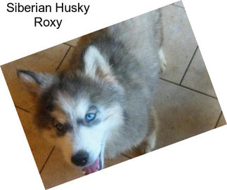 Siberian Husky Roxy