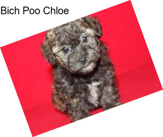 Bich Poo Chloe