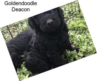 Goldendoodle Deacon