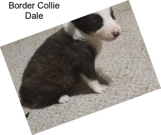Border Collie Dale