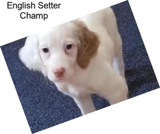 English Setter Champ