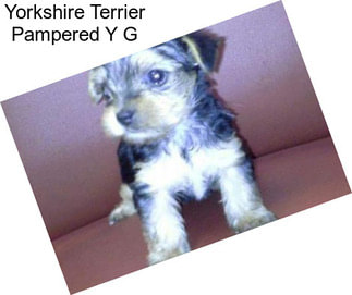 Yorkshire Terrier Pampered Y G
