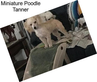 Miniature Poodle Tanner