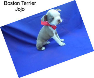 Boston Terrier Jojo