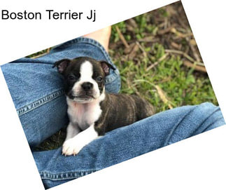 Boston Terrier Jj