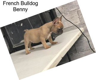 French Bulldog Benny