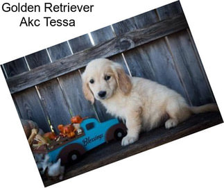 Golden Retriever Akc Tessa