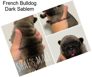 French Bulldog Dark Sablem