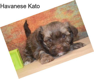 Havanese Kato