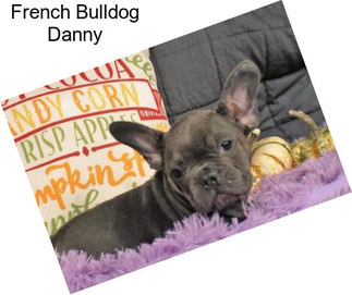 French Bulldog Danny