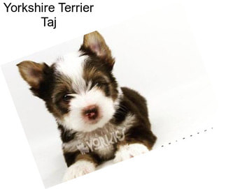 Yorkshire Terrier Taj