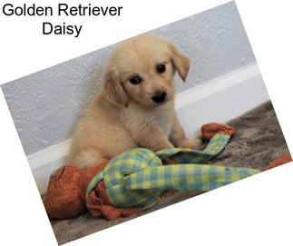 Golden Retriever Daisy