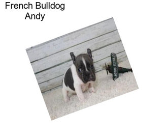 French Bulldog Andy