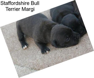 Staffordshire Bull Terrier Margi